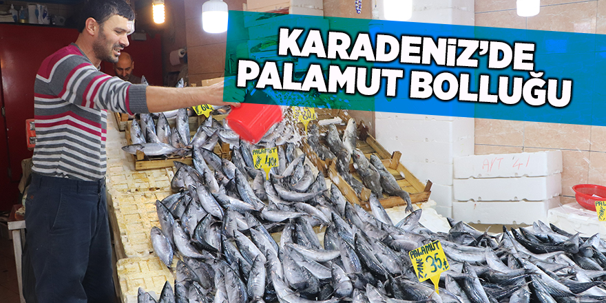 Karadeniz’de palamut bolluğu