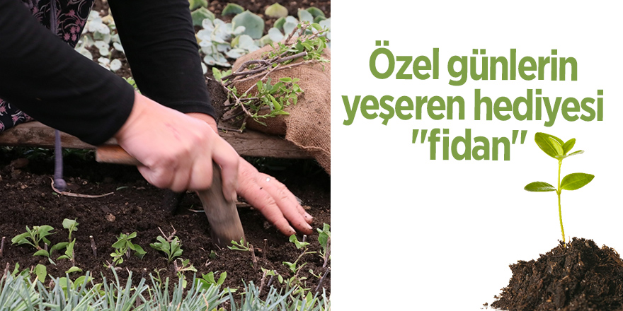 Özel günlerin yeşeren hediyesi "fidan"