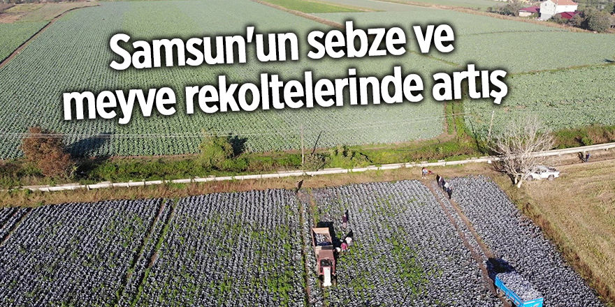 Samsun'un sebze ve meyve rekoltelerinde artış - samsun haber