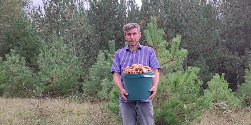 Kanlıca mantarı geçim kaynağı oldu - samsun haber