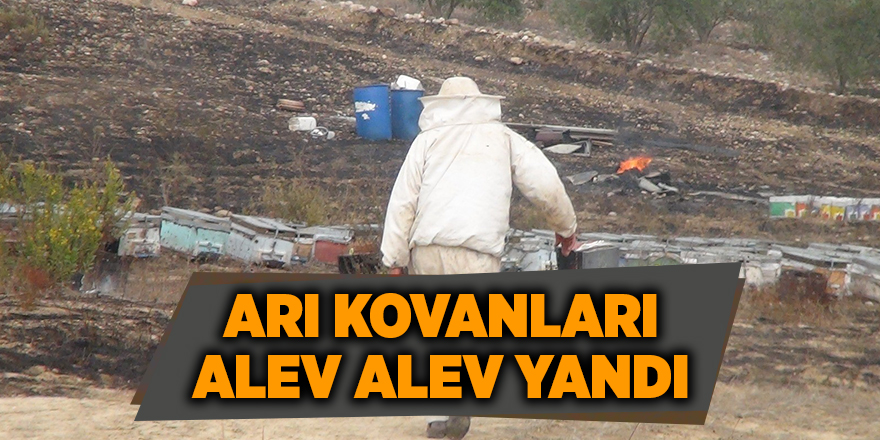 Arı kovanları alev alev yandı