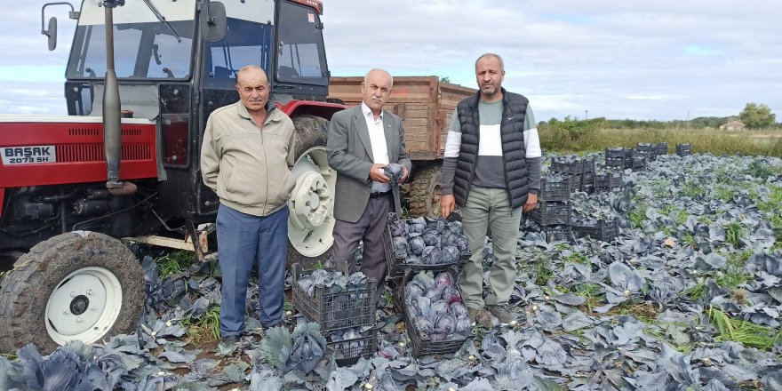 Bafra Ovası’nda kışlık sebze zamanı - samsun haber