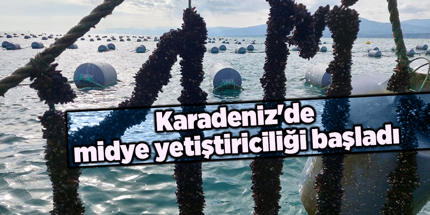 Karadeniz'de midye yetiştiriciliği başladı