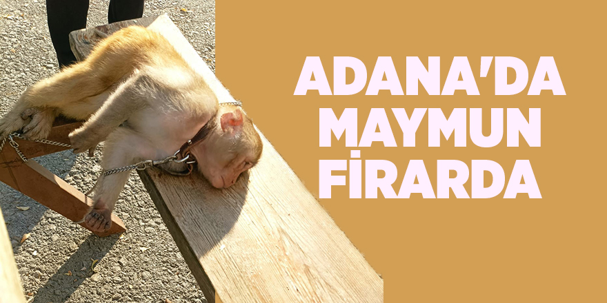 Adana'da Maymun firarda