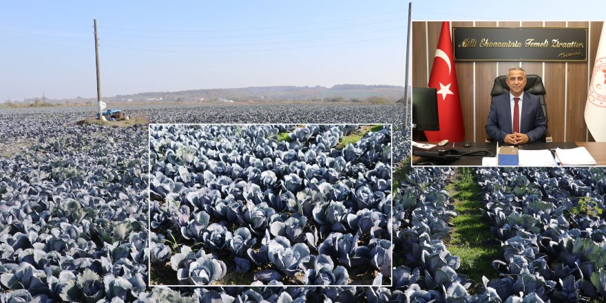 Kırmızı lahana hasadı yüz güldürüyor