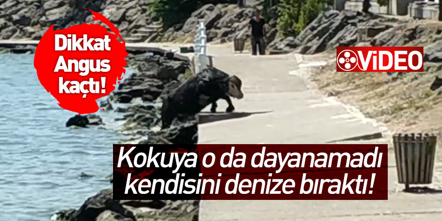 Dikkat Angus kaçtı! kokuya o da dayanamadı kendisini denize bıraktı