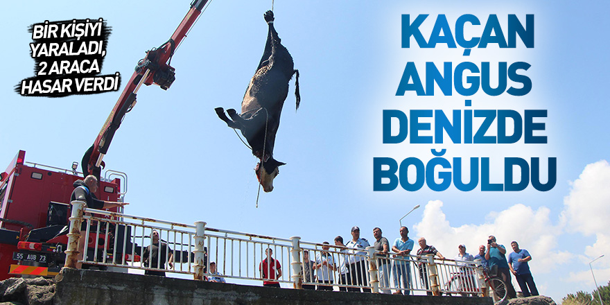 Samsun'da kaçan Angus denizde boğuldu