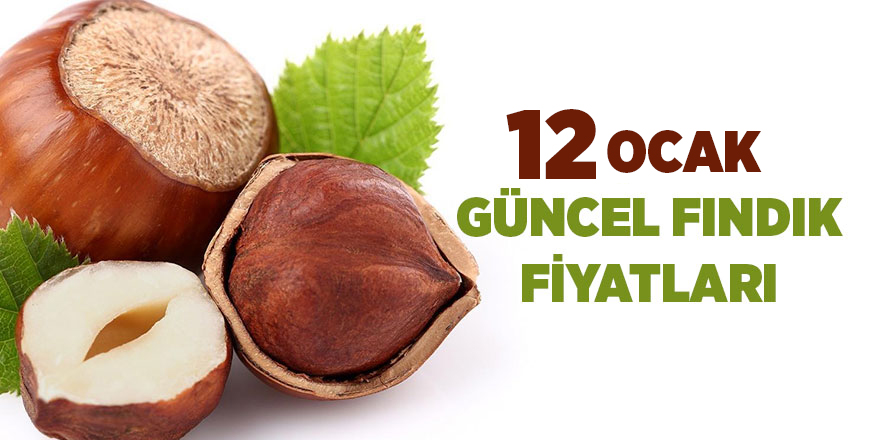 12 Ocak  güncel fındık fiyatları