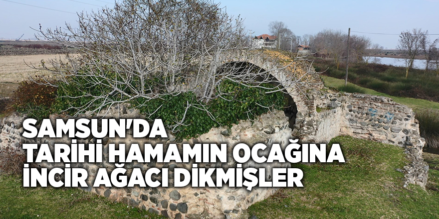 Samsun'da tarihi hamamın ocağına incir ağacı dikmişler - samsun haber