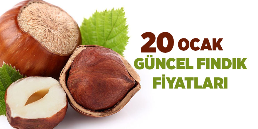 20 Ocak  güncel fındık fiyatları