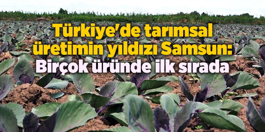 Türkiye'de tarımsal üretimin yıldızı Samsun: Birçok üründe ilk sırada