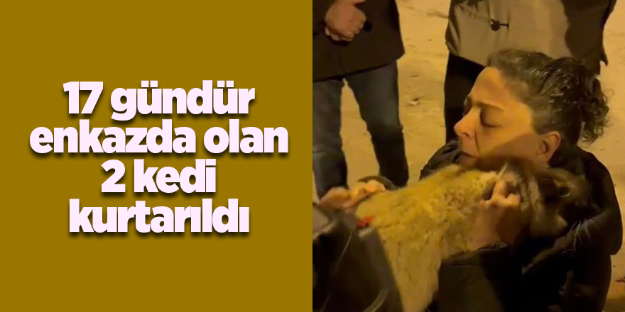 17 gündür enkazda olan 2 kedi kurtarıldı