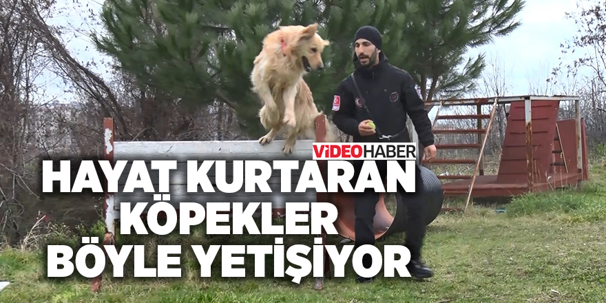 Hayat kurtaran köpekler böyle yetişiyor