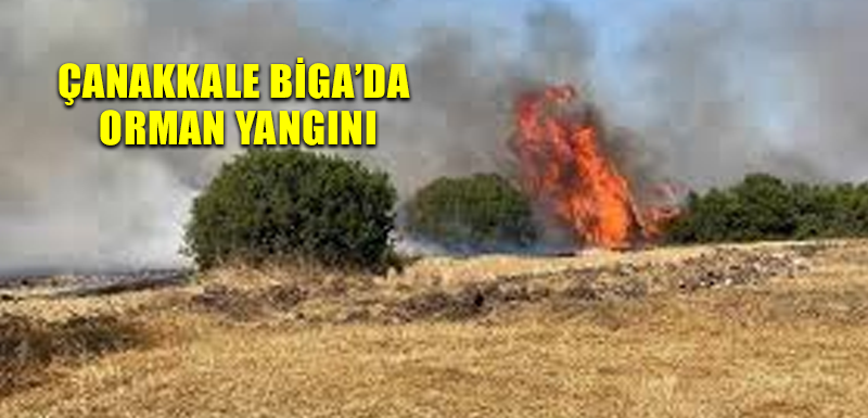 Çanakkale Biga’da orman yangını