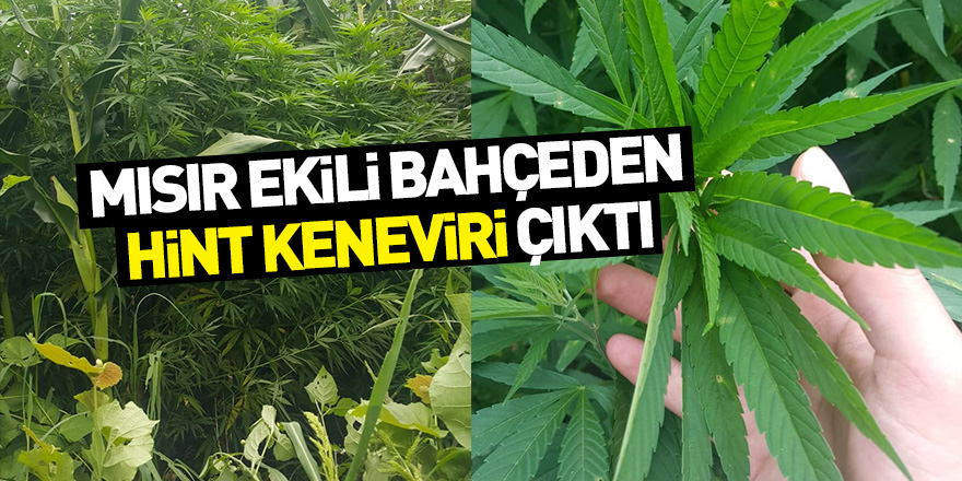 Samsun'da mısır ekili bahçeden Hint keneviri çıktı