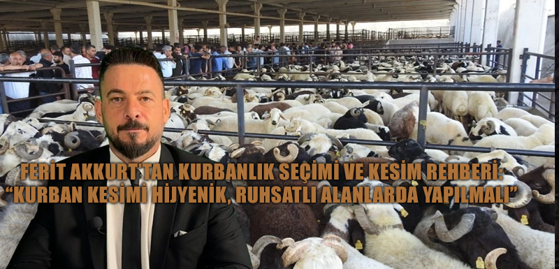 Ferit Akkurt’tan kurbanlık seçimi ve kesim rehberi: “Kurban kesimi hijyenik, ruhsatlı alanlarda yapılmalı”