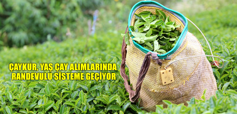 ÇAYKUR, yaş çay alımlarında randevulu sisteme geçiyor