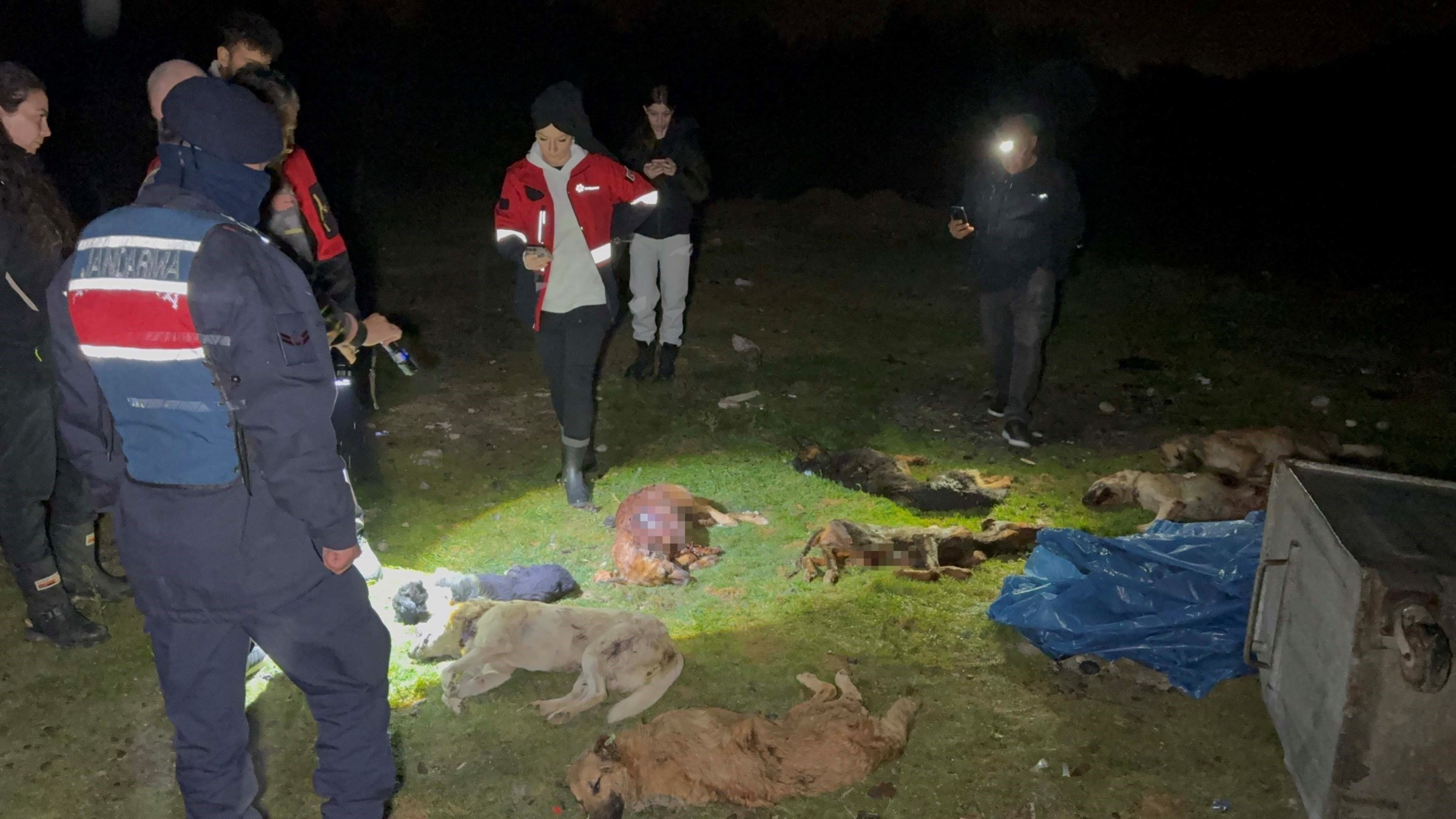 Samsun'da konteynerde bulunan 9 köpekle ilgili rapor açıklandı: "Doğal ölüm"