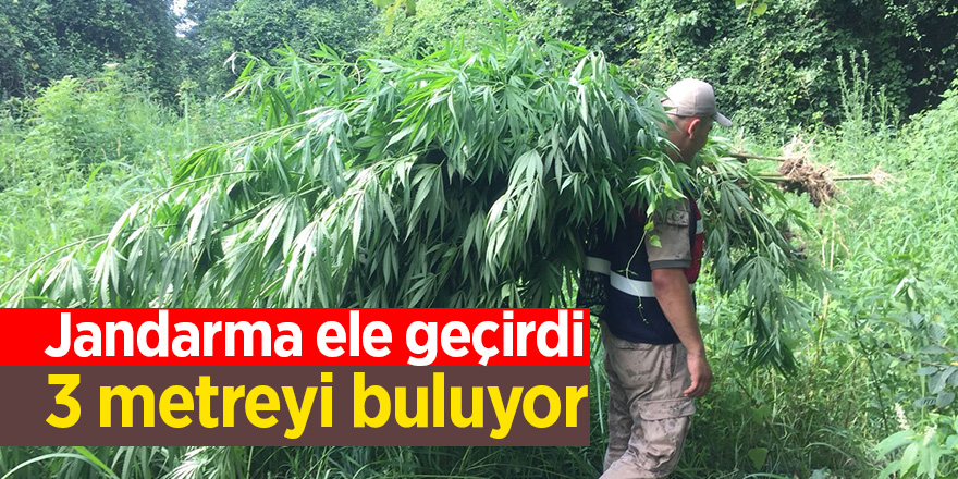 Samsun'da boyları 3 metreyi bulan 110 kök kenevir bitkisi ele geçirildi 