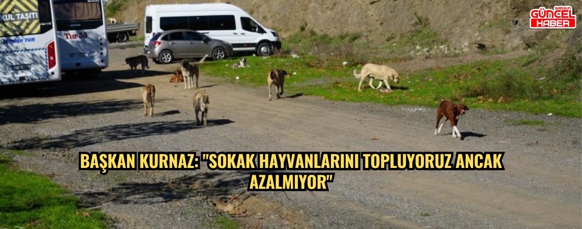 Başkan Kurnaz: "Sokak hayvanlarını topluyoruz ancak azalmıyor"