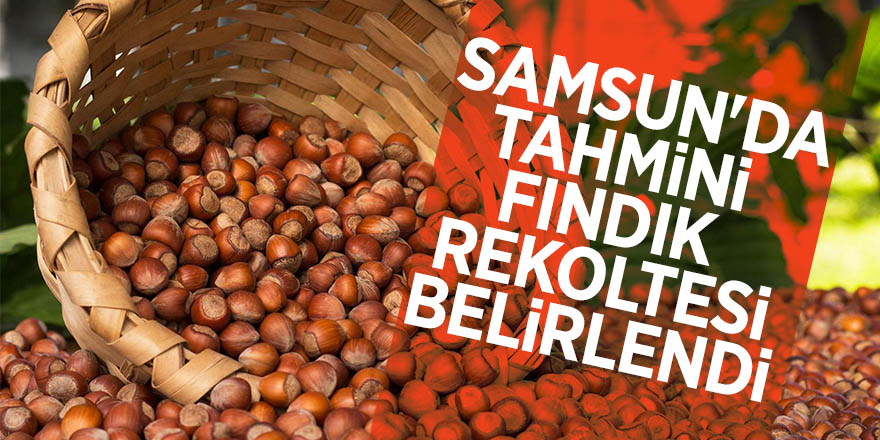 Samsun'da tahmini fındık rekoltesi belirlendi