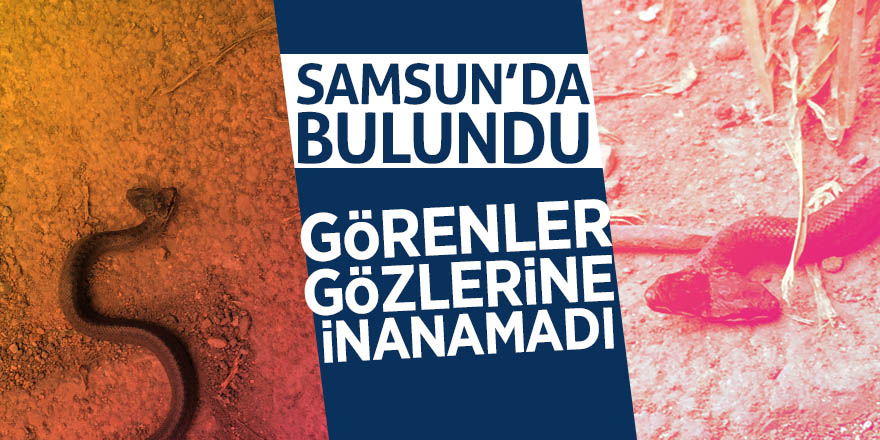 Samsun'da çift başlı yılan bulundu 