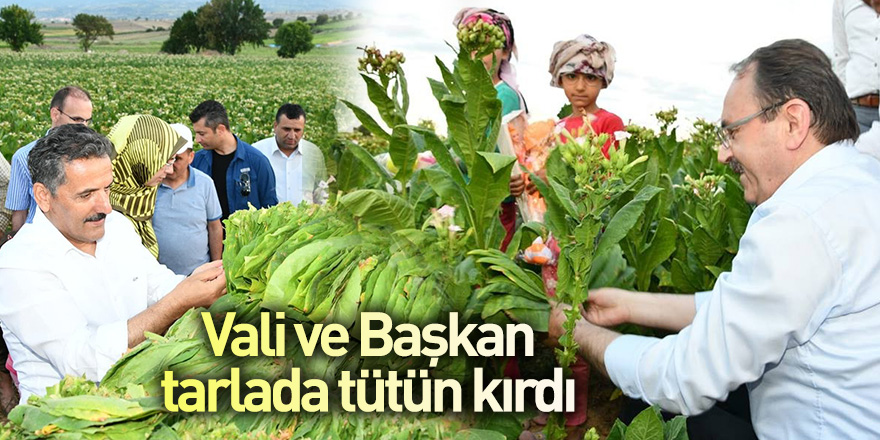 Vali ve Başkan tarlada tütün kırdı