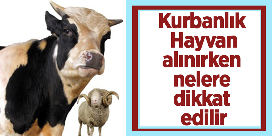 Kurbanlık Hayvan Alırken Nelere Dikkat Edilmeli