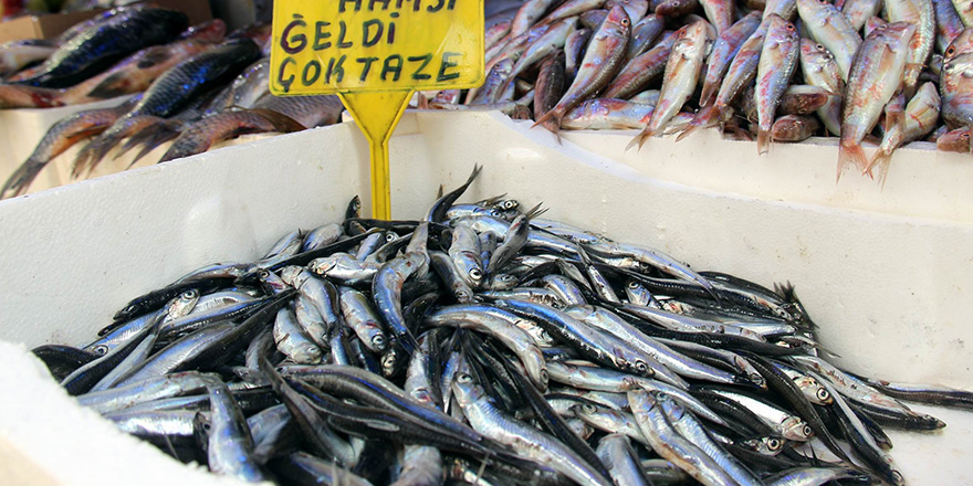 Karadeniz’de Ağustos ayında hamsi çıktı 