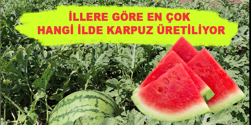 İllere göre karpuz üretimi