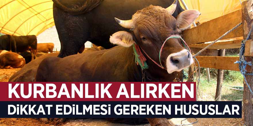 Kurbanlık alırken dikkat edilmesi gereken hususlar 