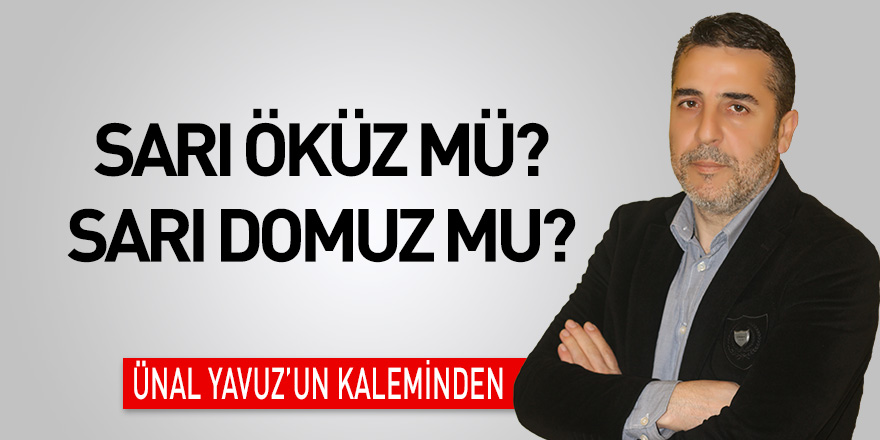 SARI ÖKÜZ MÜ? SARI DOMUZ MU?