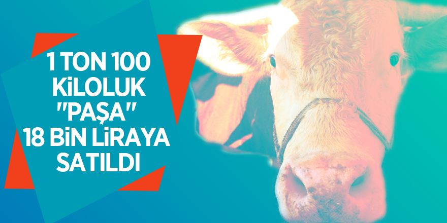 1 ton 100 kiloluk "Paşa" 18 bin liraya satıldı