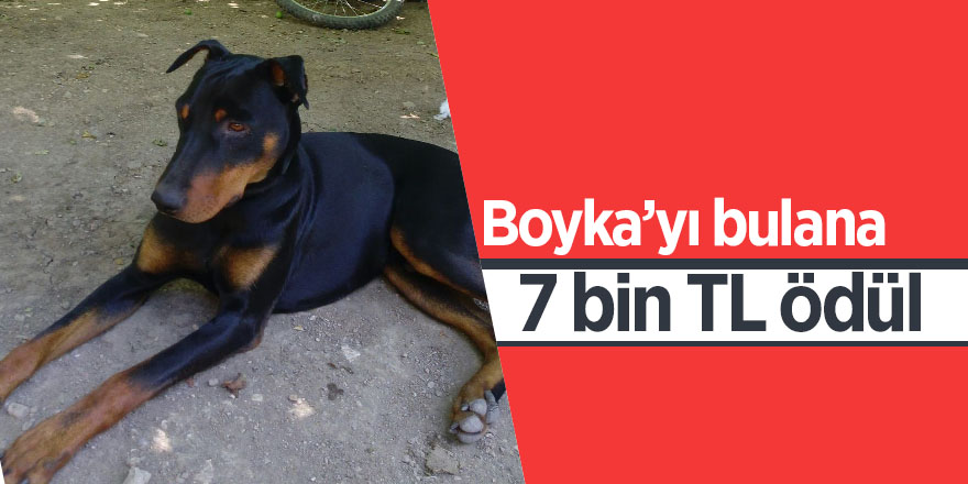 Boyka’yı bulana 7 bin TL ödül 