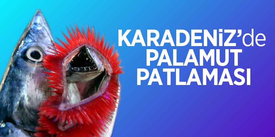 Karadeniz’de palamut patlaması 