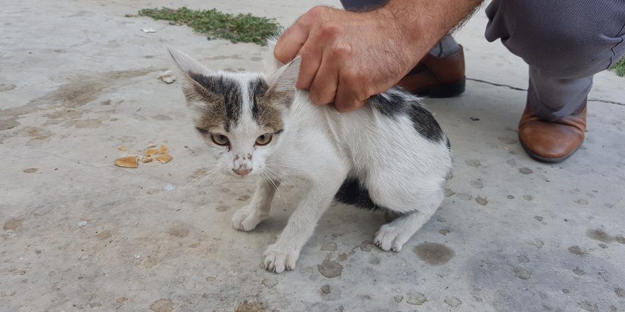 Minik kediyi, itfaiye ekipleri kurtardı