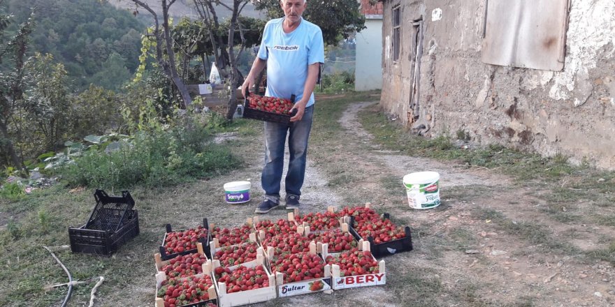 Büyükşehirden aldığı destekte çilek üreticisi oldu 