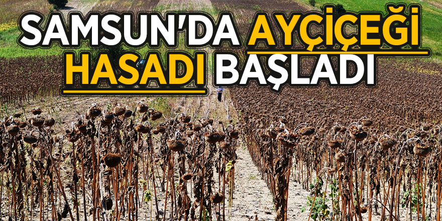 Samsun'da ayçiçeği hasadı başladı 