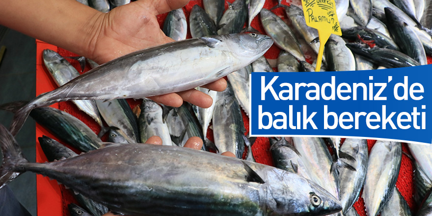 Karadeniz'de balık bereketi