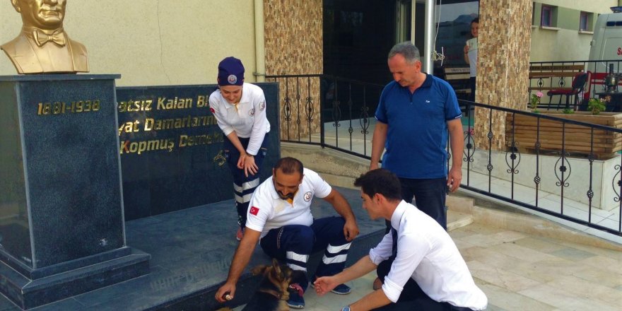 Önce korktular sonra yarasını sardılar