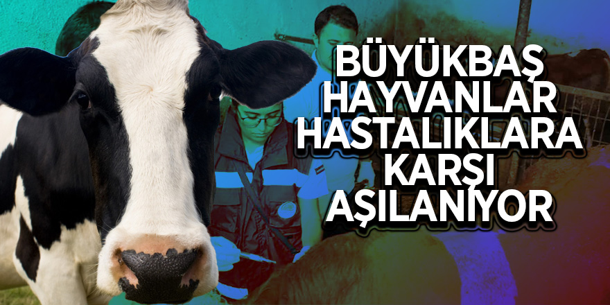 Büyükbaş hayvanlar hastalıklara karşı aşılanıyor 