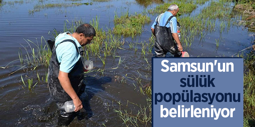 Samsun'un sülük popülasyonu belirleniyor 