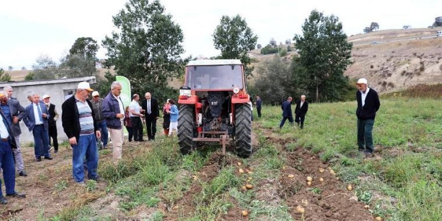 Samsun’da mısır ve patates hasadı tarla günü 