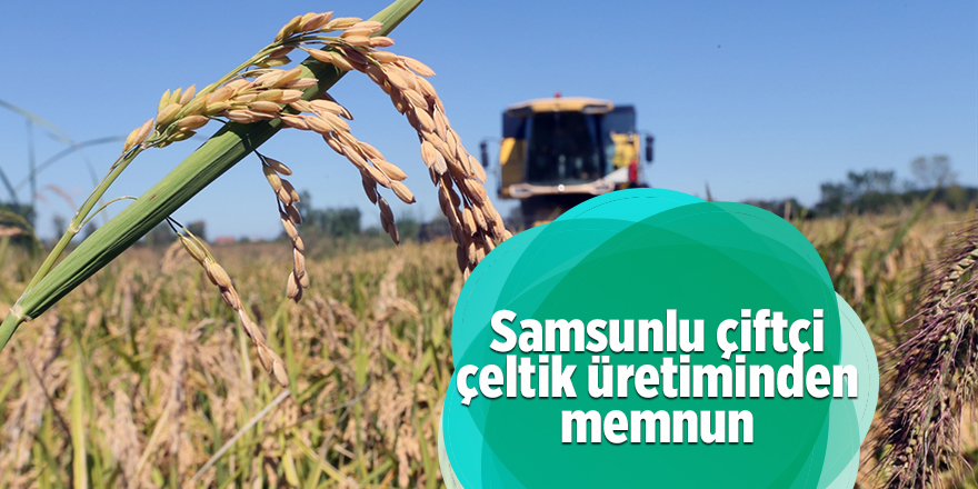 Samsunlu çiftçi çeltik üretiminden memnun