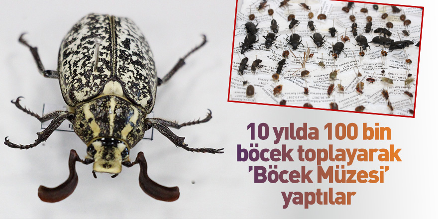 10 yılda 100 bin böcek toplayarak ’Böcek Müzesi’ yaptılar