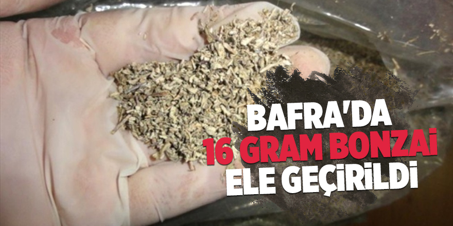 Bafra'da 16 gram bonzai ele geçirildi 