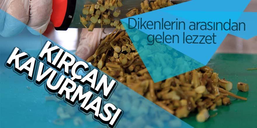 Dikenlerin arasından gelen lezzet: "Kırçan kavurması"