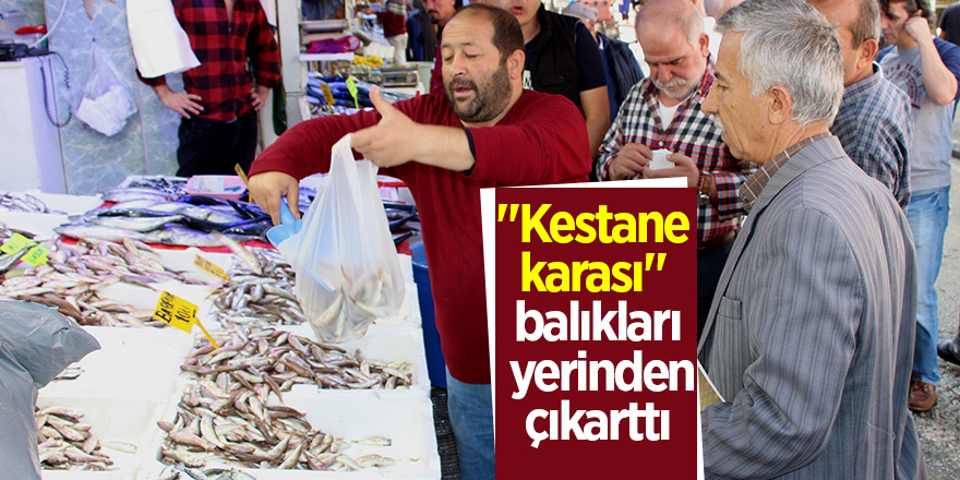 "Kestane karası" balıkları yerinden çıkarttı 