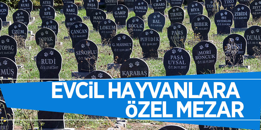 Evcil hayvanlara özel mezar