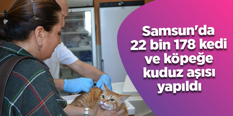 Samsun'da 22 bin 178 kedi ve köpeğe kuduz aşısı yapıldı 